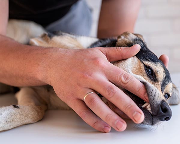 breath mint for dogs