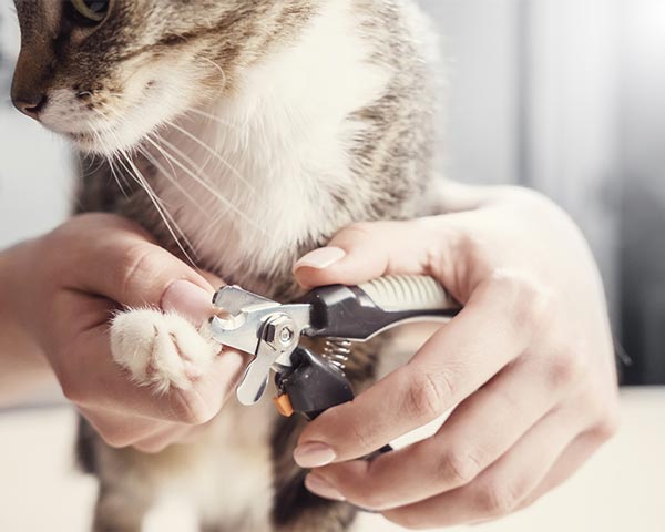 mobile cat grooming