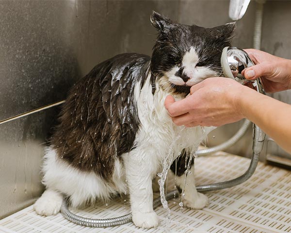 mobile cat grooming