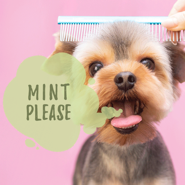 breath mint for dogs