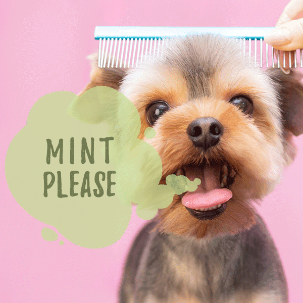 Featured image for Looking for a Breath Mint for Dogs? 7 Ways to Reduce Fido’s Foul Odors post