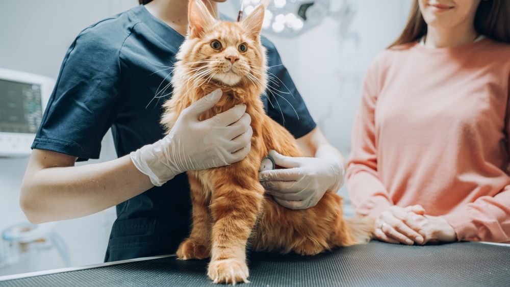 cat at vets